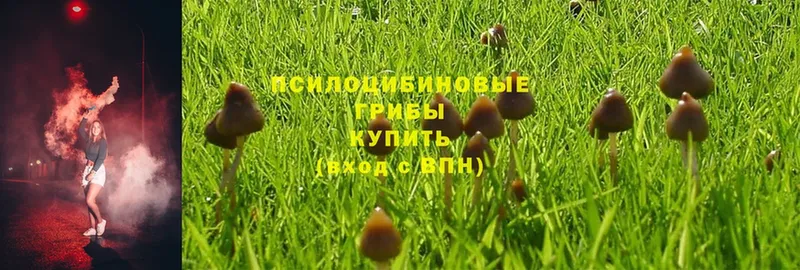 Псилоцибиновые грибы Psilocybine cubensis  Партизанск 